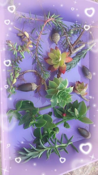 Vente 1.	"jardin paradisiaque en colis : 11 succulentes