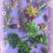 1.	"jardin paradisiaque en colis : 11 succulentes pas cher
