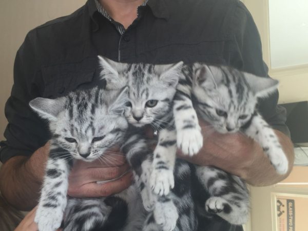 2 bb beaux bébés chatons gris et noir
