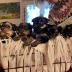 A adopter 5 chiots yorkshire