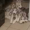 Vente A vendre 5 chiots husky de siberie