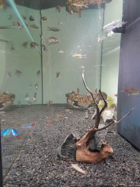 Vente Aquarium aquatlantis 160l