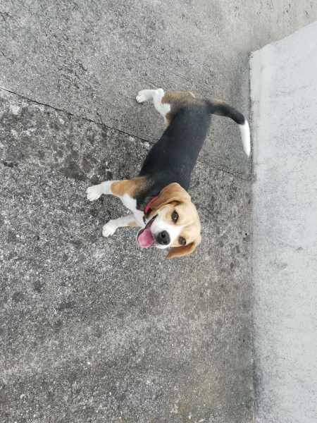 Beagle tricolore