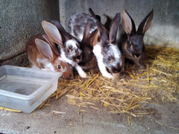 Vente Bébés lapins