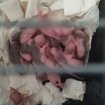 Bébés rats domestiques
