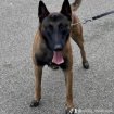 Annonce Berger malinois