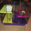 Vente Cage pour hamster