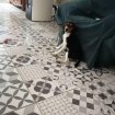 Chienne beagle de 4 mois
