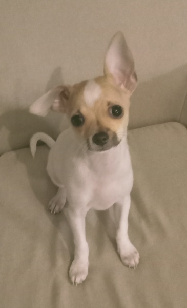 Chihuahua .
