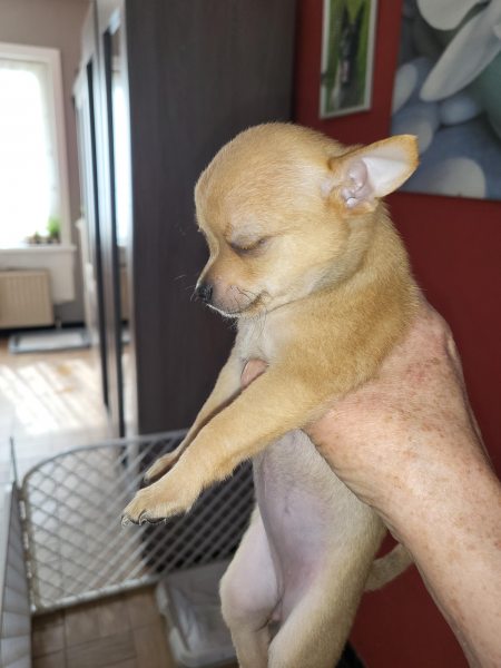 Chihuahua à vendre