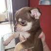 Chihuahua à vendre pas cher
