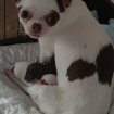 Chihuahua femelle pas cher