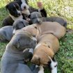Vente Chiot american staffordshire terrier
