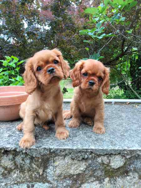 Vente Chiot cavalier king charles