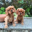 Chiot cavalier king charles pas cher