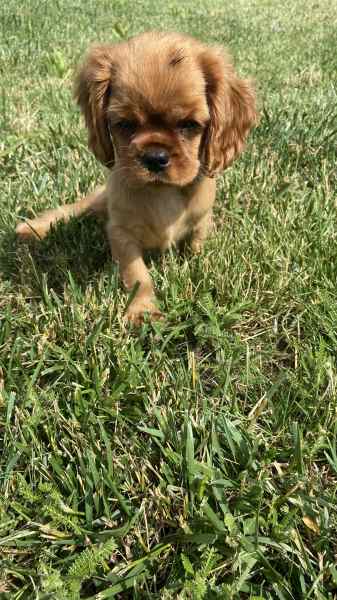 Chiot cavalier king charles