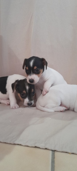 Chiot jack russell pas cher