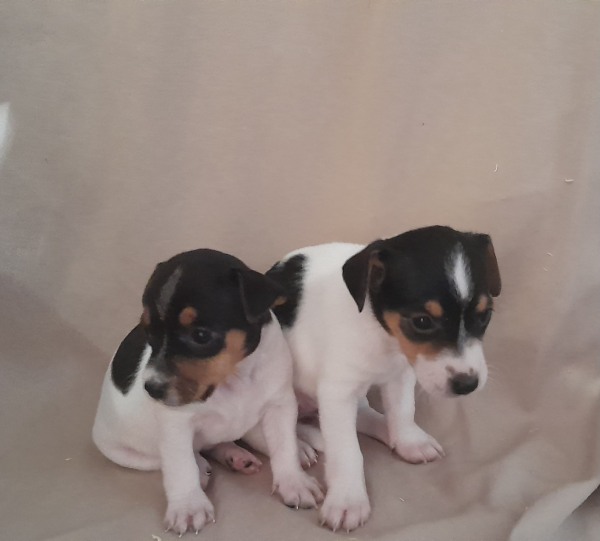 Annonce Chiot jack russell