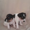 Chiot jack russell occasion