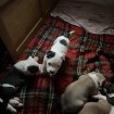 Vente Chiots “américain staffordshire bull terrier”