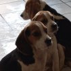 Chiots beagle