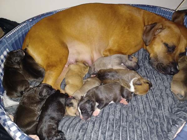 Annonce Chiots type bully