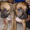 Chiots type bully pas cher