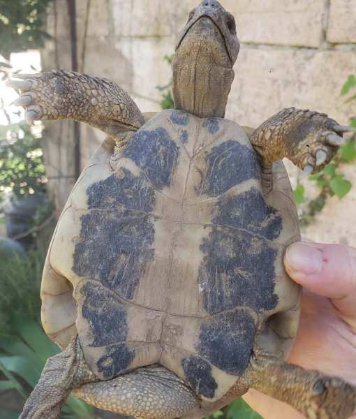 Couple tortue née et vivant dans.mon jardin pas cher