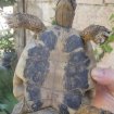 Annonce Couple tortue née et vivant dans.mon jardin