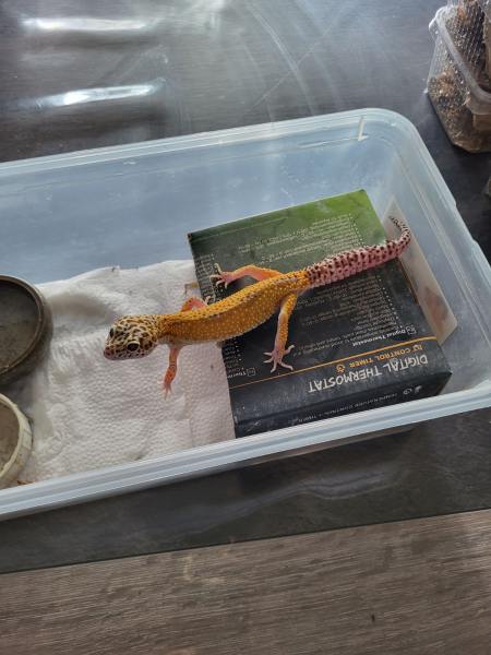 Gecko mâle pas cher