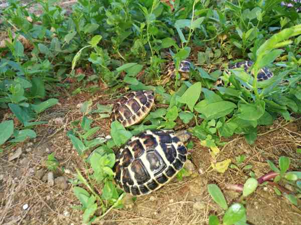 Vente Jeunes tortues terre