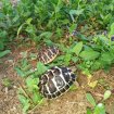 Jeunes tortues terre pas cher