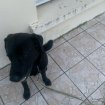 Labrador 4 ans pas cher