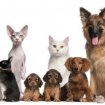 Propose service garde animaux (chat/chien/rongeur pas cher