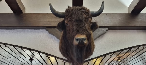 Tête de bison empallé