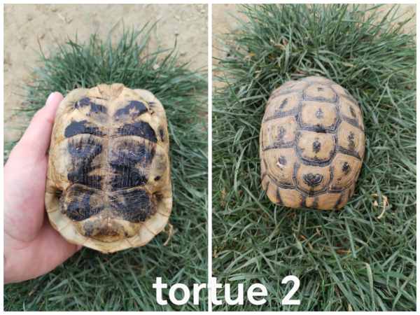 Tortue greaca nabeulensis