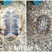 Tortue greaca nabeulensis pas cher