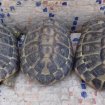 Annonce Tortue herman