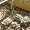 Annonce Tortue hermann