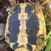 Tortues hermann males 12 ans