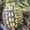 Tortues hermann males 12 ans pas cher