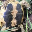Tortues hermann males 12 ans occasion
