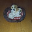 2 petit chien dans leur panier en céramique