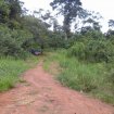 500 h de terrain agricole louer à mengang/cameroun occasion