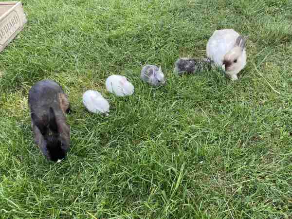4 bébés lapin nain