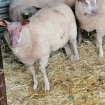 5 agneaux et 7 agnelles de 6 mois pas cher