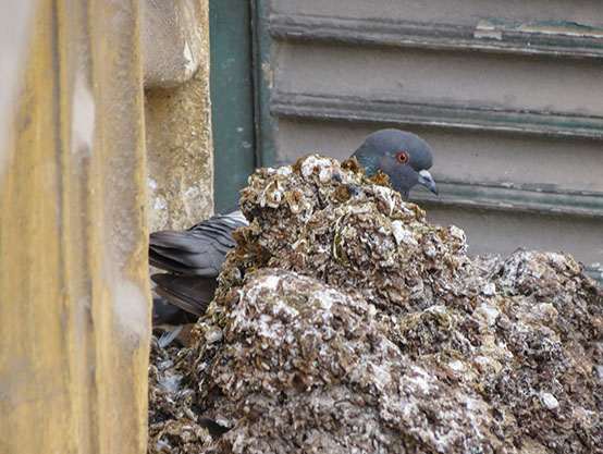 5 tonnes de guano de pigeon