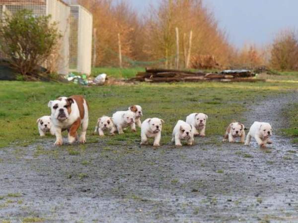 9 chiots bulldog anglais, 5 femelles et 4 mâles di