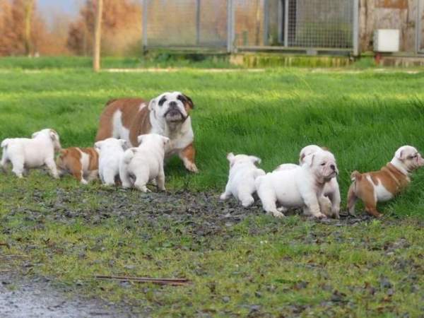 Vente 9 chiots bulldog anglais, 5 femelles et 4 mâles di