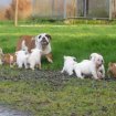 9 chiots bulldog anglais, 5 femelles et 4 mâles di pas cher